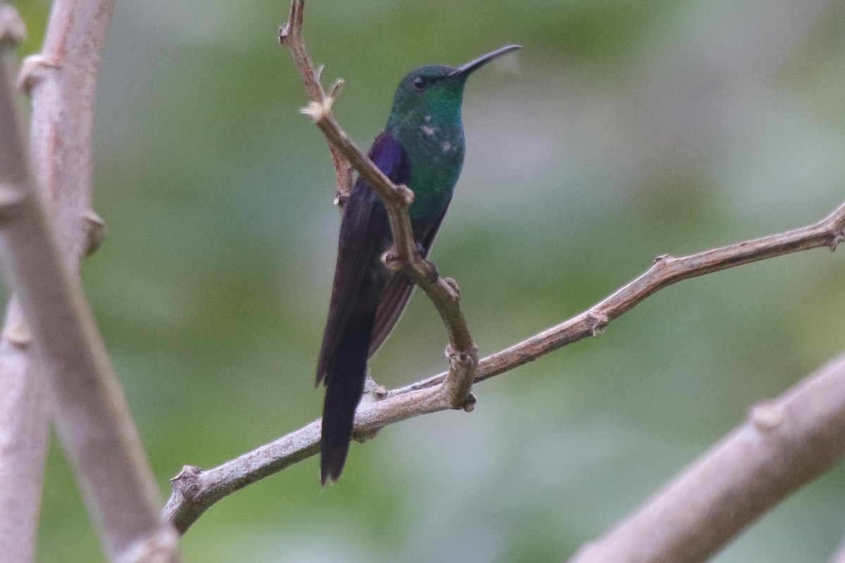 Long-tailed Woodnymph - ML639842050