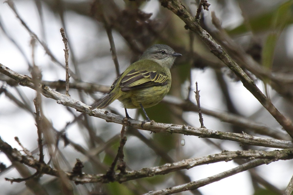 Guianan Tyrannulet - ML639842084