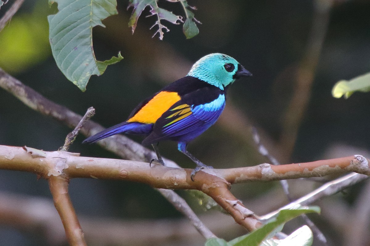 Seven-colored Tanager - ML639842099