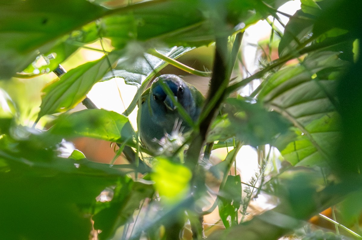Tricolored Parrotfinch - ML639842103