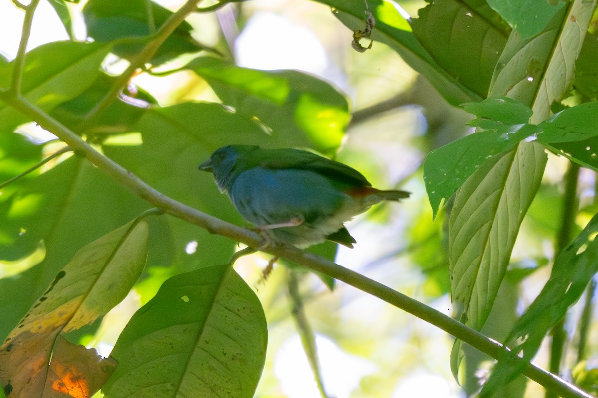 Tricolored Parrotfinch - ML639842104