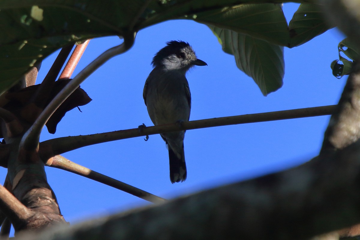 Variable Antshrike - ML639842126