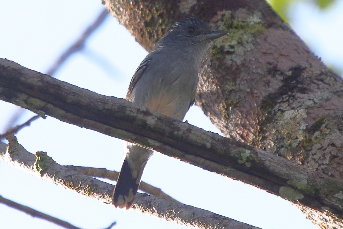 Variable Antshrike - ML639842127