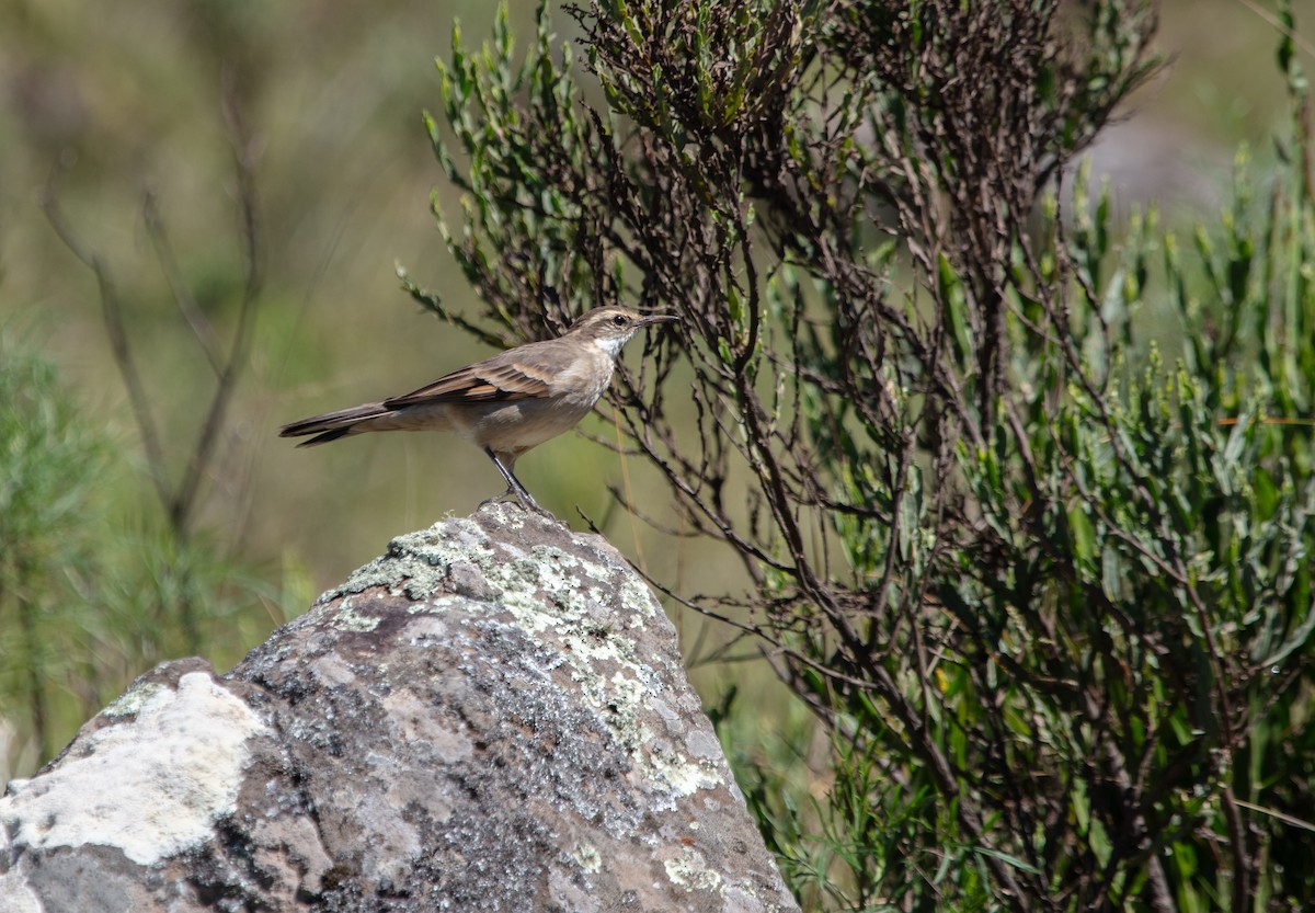 stjertbergkall (pabsti) - ML639842141