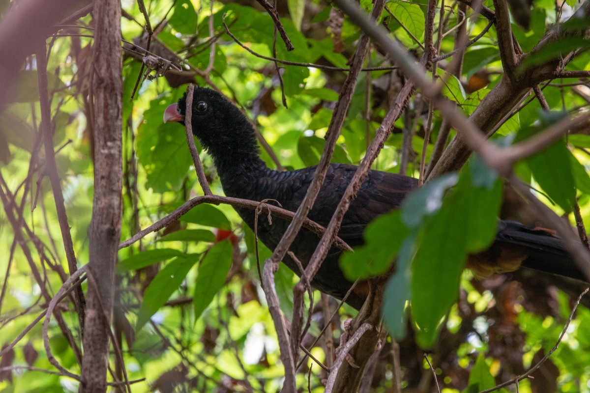 Crestless Curassow - ML639842204