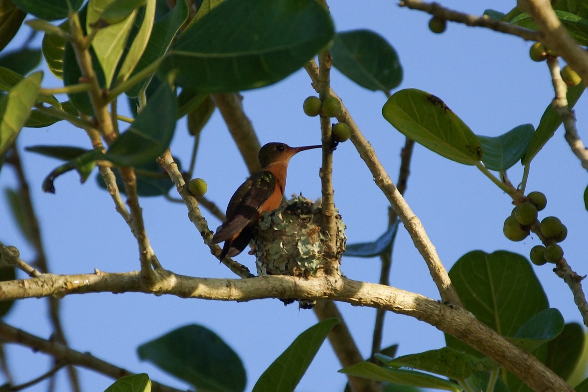 Cinnamon Hummingbird (Mainland) - ML639842271