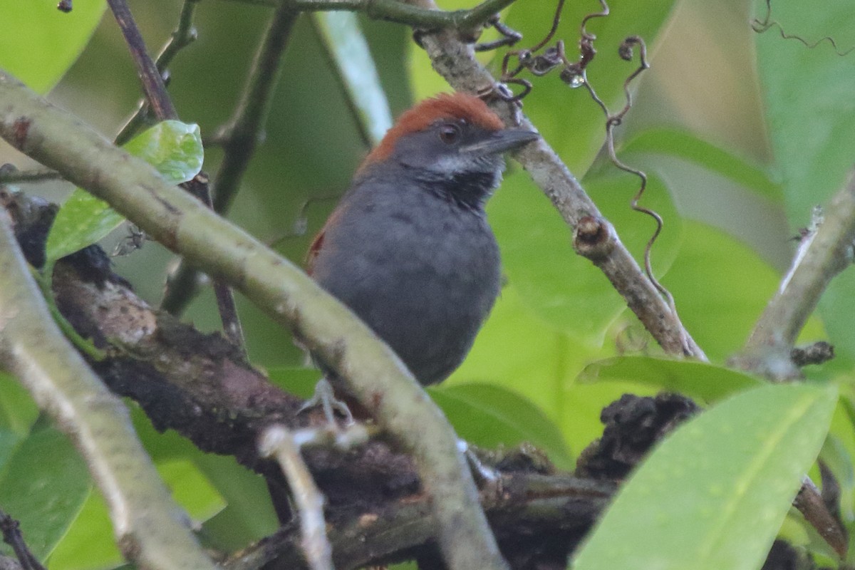Pinto's Spinetail - ML639842275