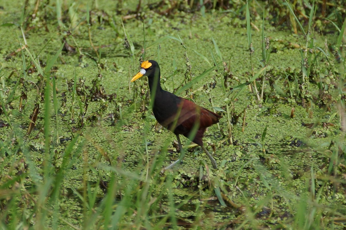 Northern Jacana - ML639842284