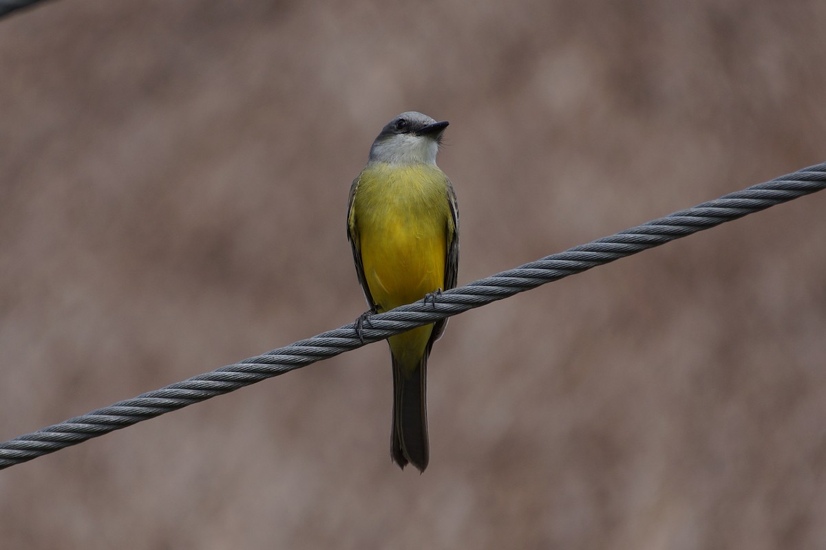 Tropical Kingbird - ML639842295