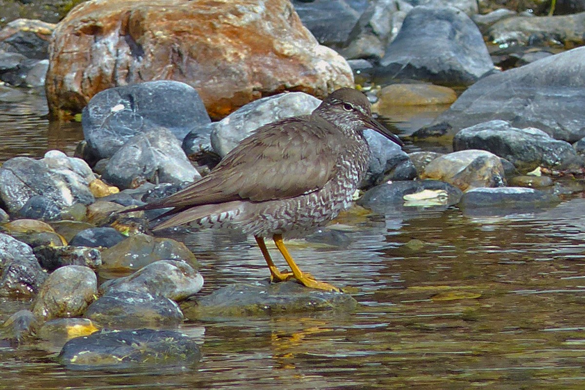 Wandering Tattler - ML639842311