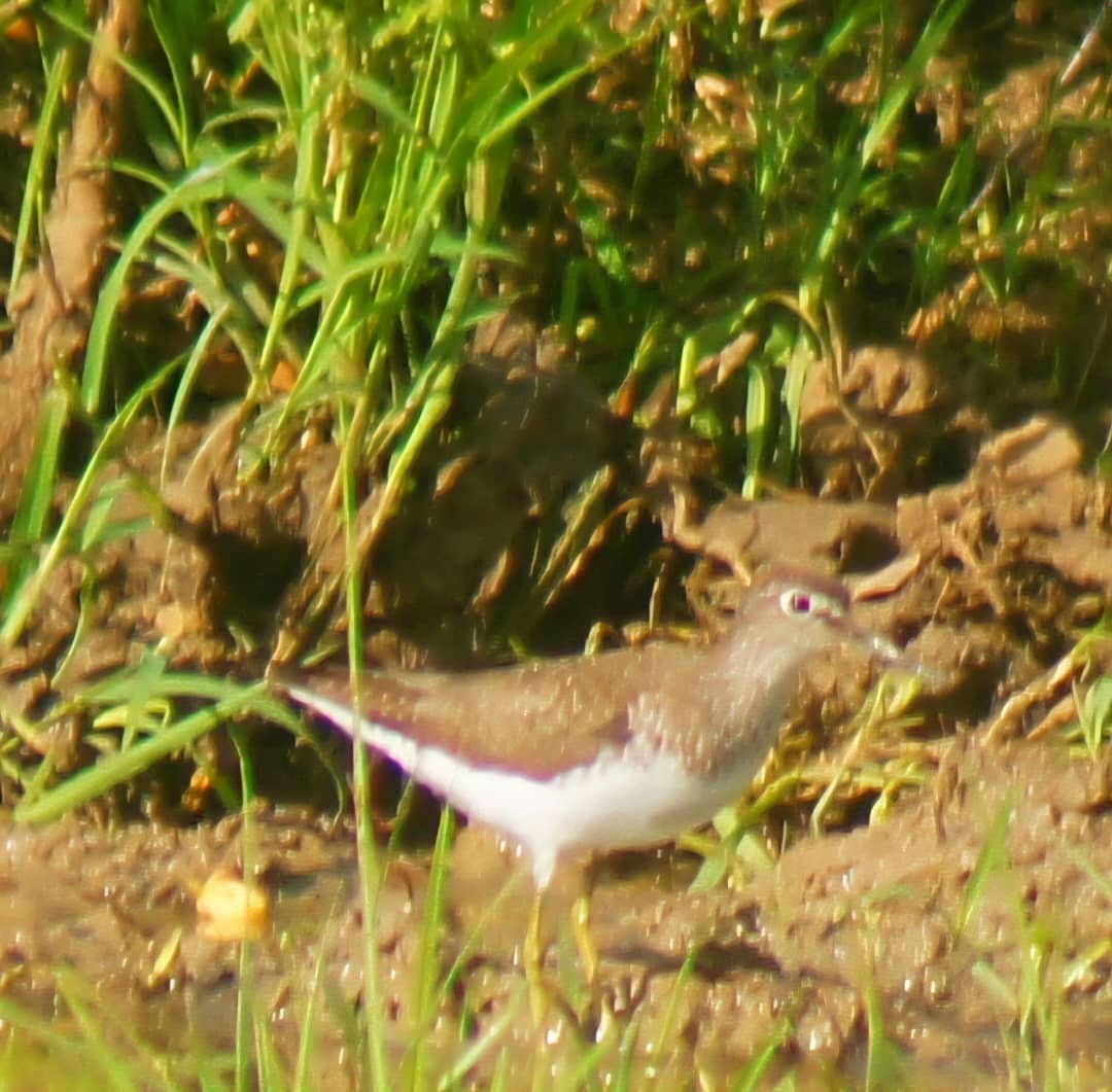 Solitary Sandpiper - ML639842319