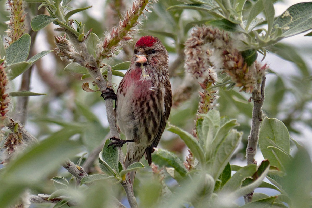 Redpoll (Common) - ML639842347