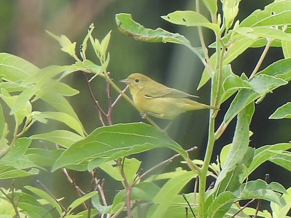 Northern Yellow Warbler - ML639842503
