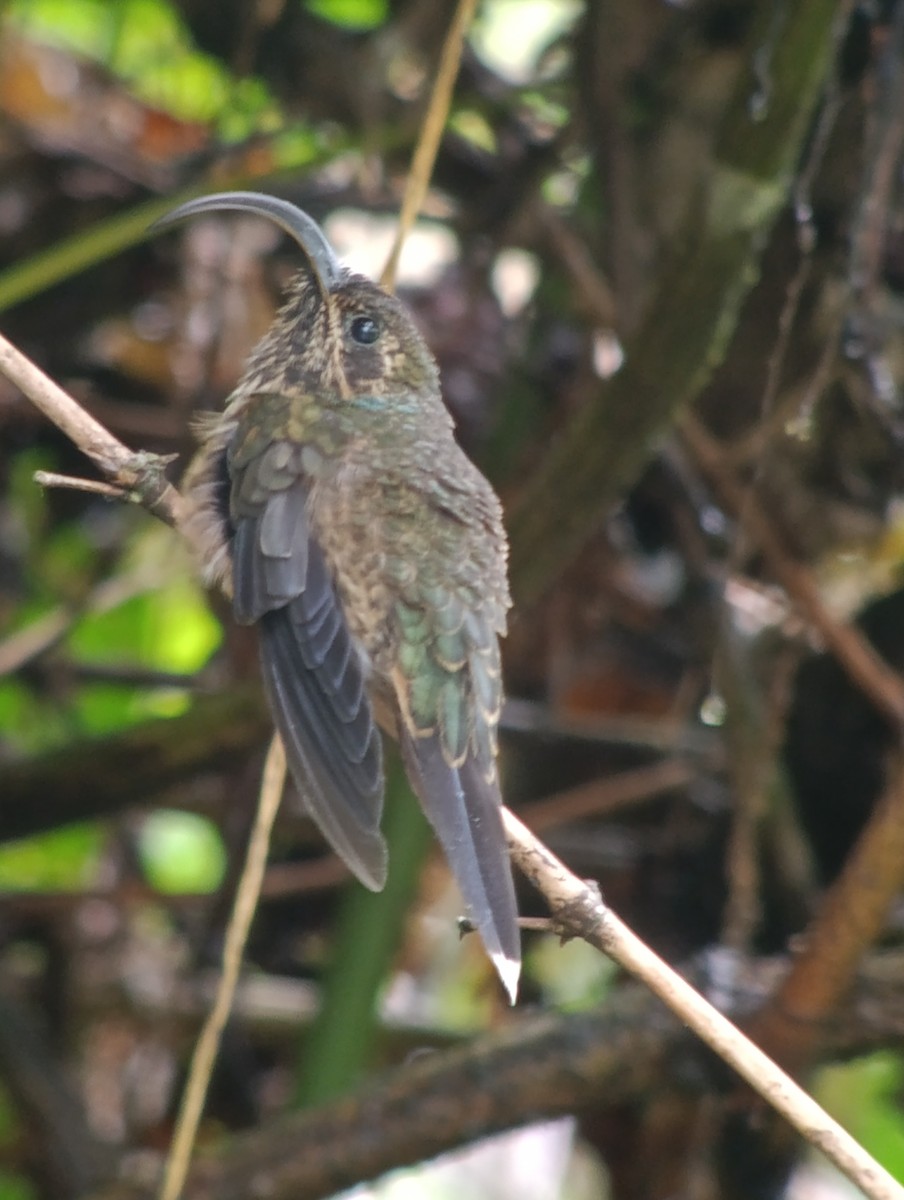 Buff-tailed Sicklebill - ML639842522