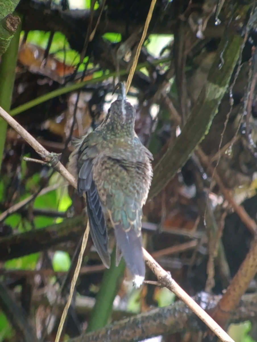 Buff-tailed Sicklebill - ML639842523