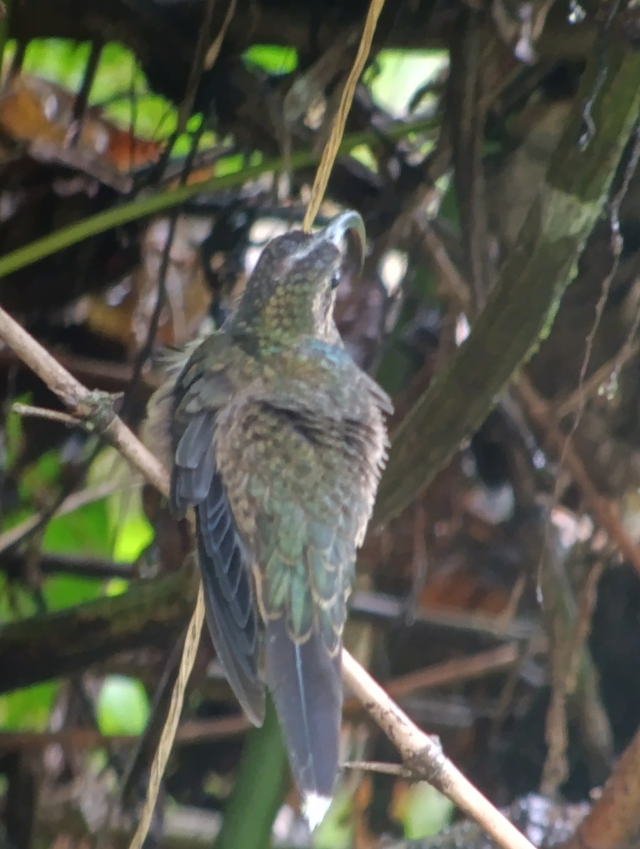 Buff-tailed Sicklebill - ML639842524