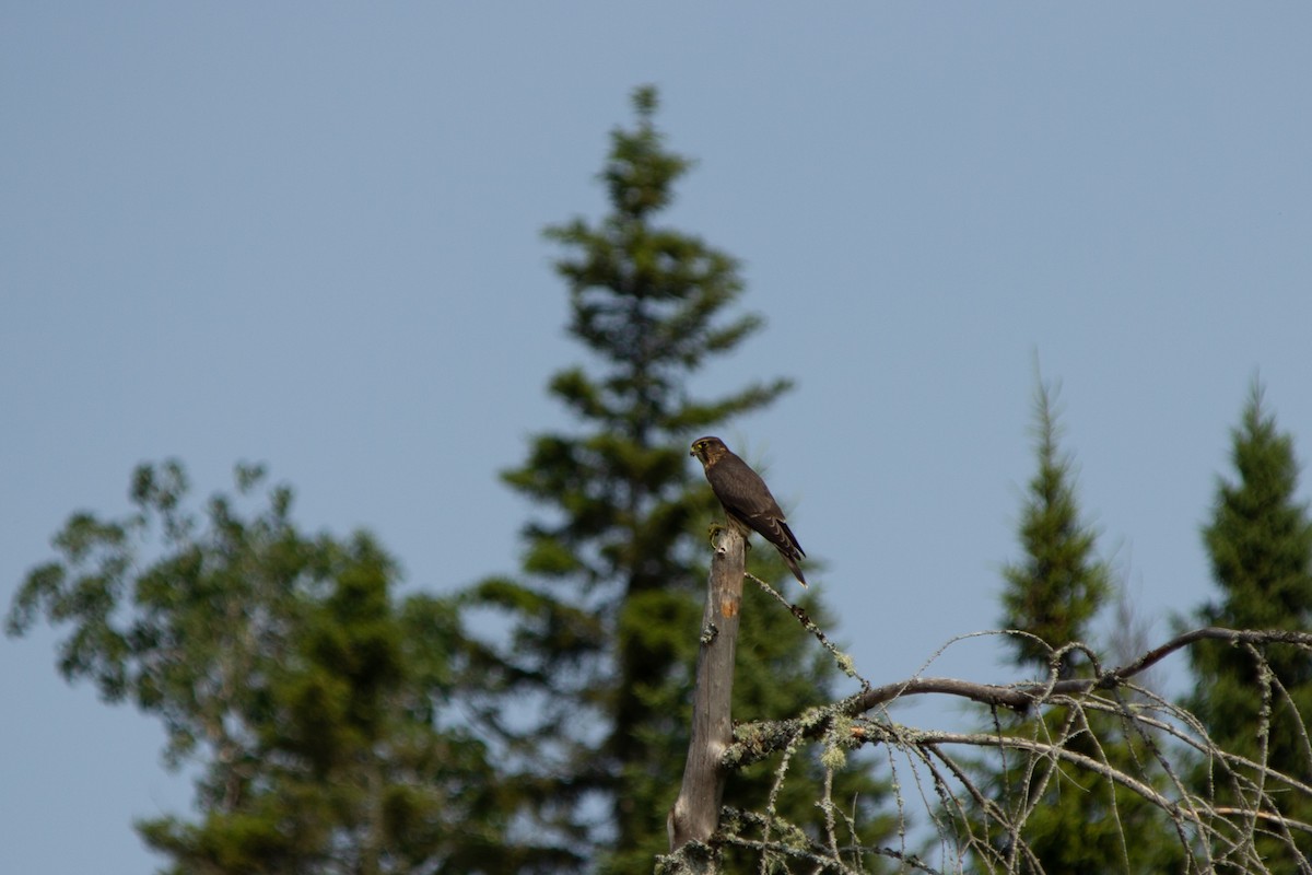 Merlin - ML639842562