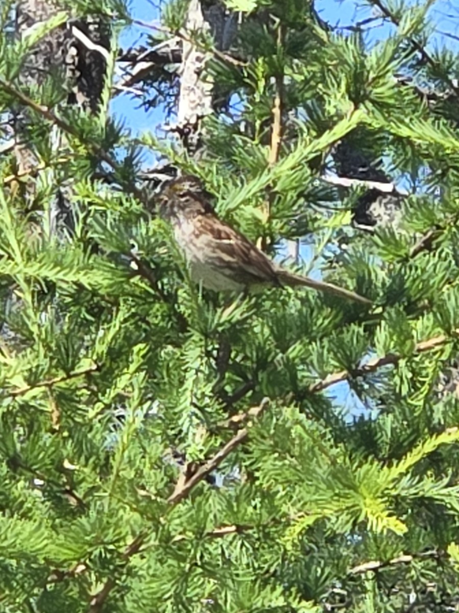 White-throated Sparrow - ML639842651