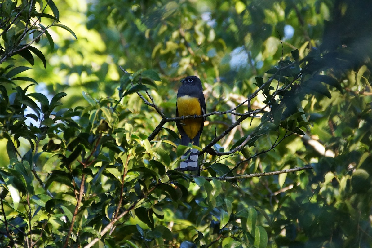 Black-headed Trogon - ML639842672