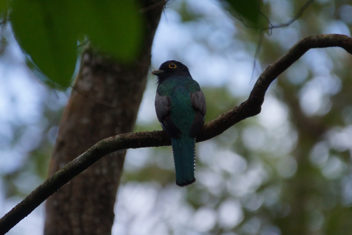 Gartered Violaceous Trogon - ML639842676