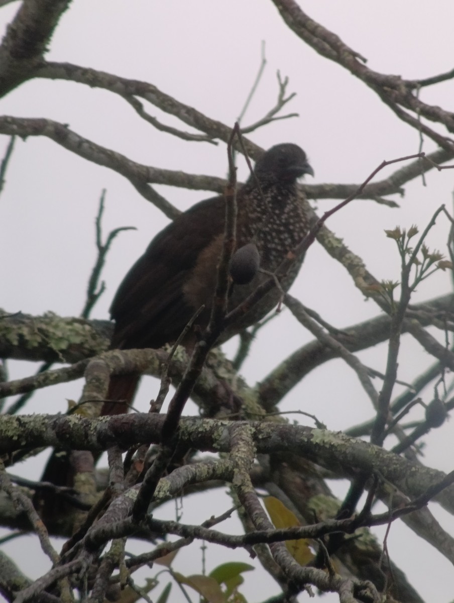 Speckled Chachalaca - ML639842681