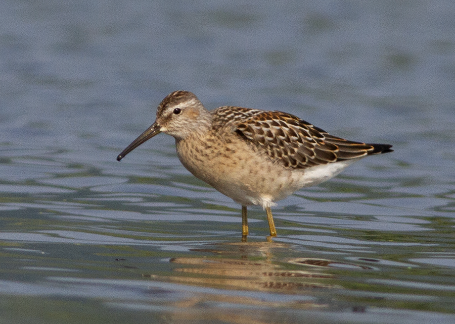 חופית תמירונית - ML639842684