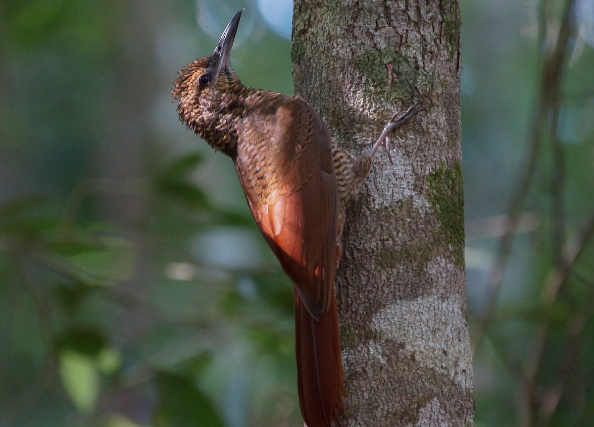 Northern Barred-Woodcreeper (Western) - ML639842708
