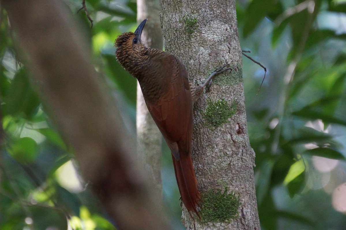 Northern Barred-Woodcreeper (Western) - ML639842720