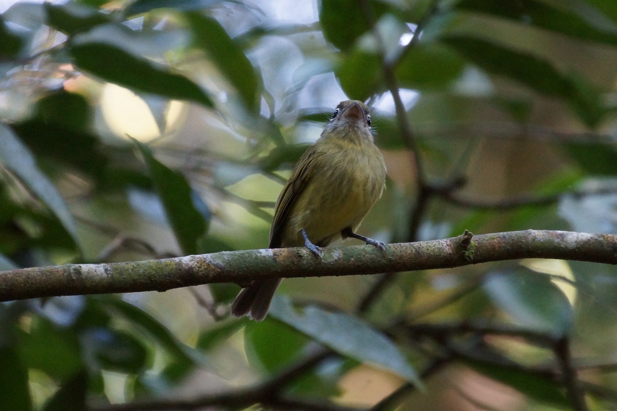 Eye-ringed Flatbill - ML639842725