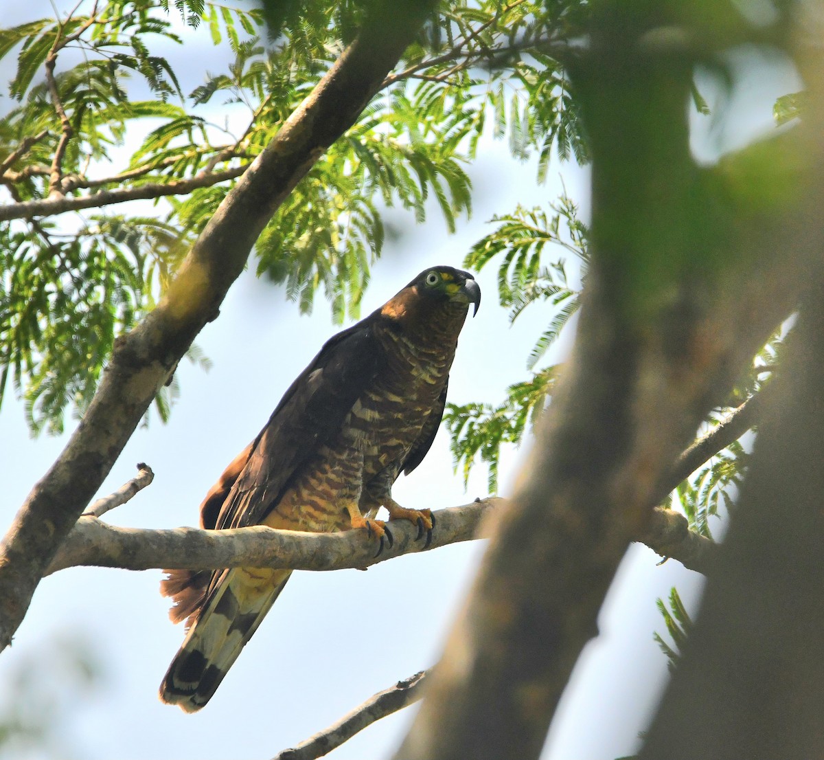 Hook-billed Kite - ML639842727