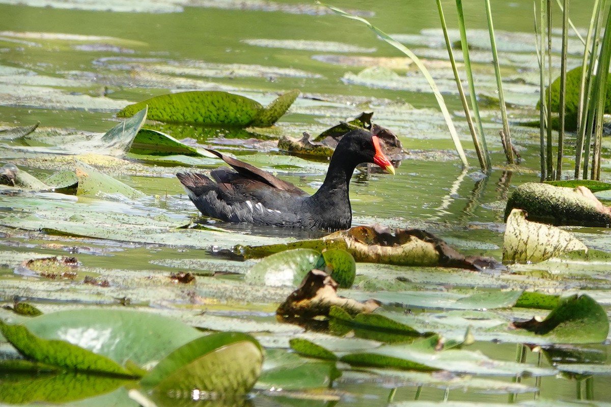 Common Gallinule - ML639842732