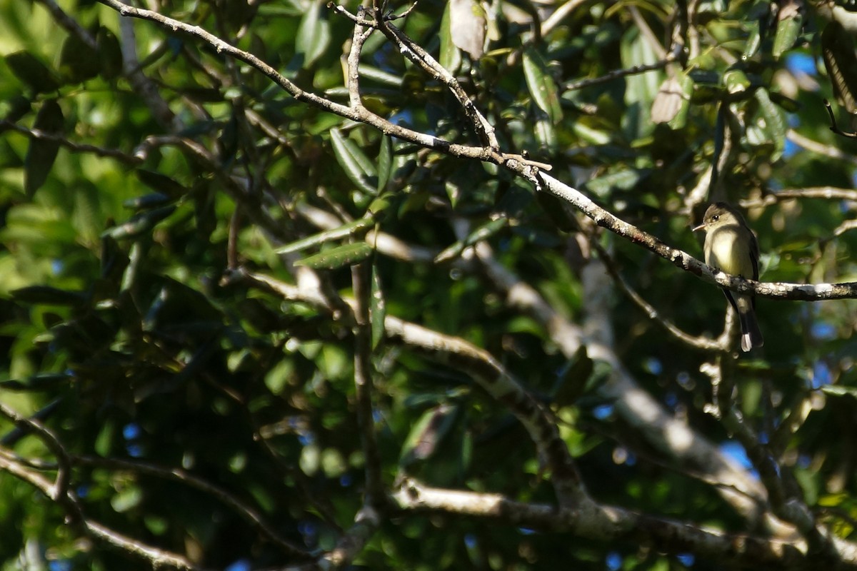 Northern Tropical Pewee - ML639842735