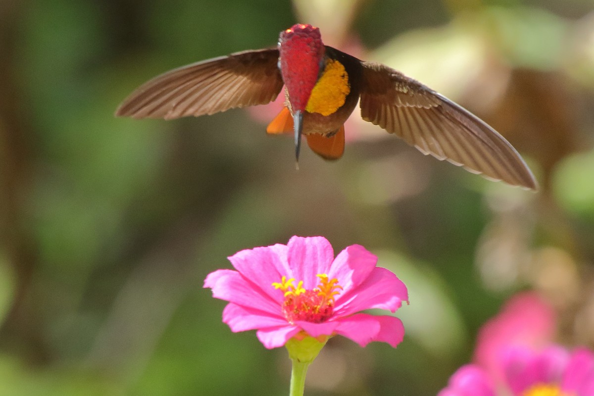 Ruby-topaz Hummingbird - ML639842744