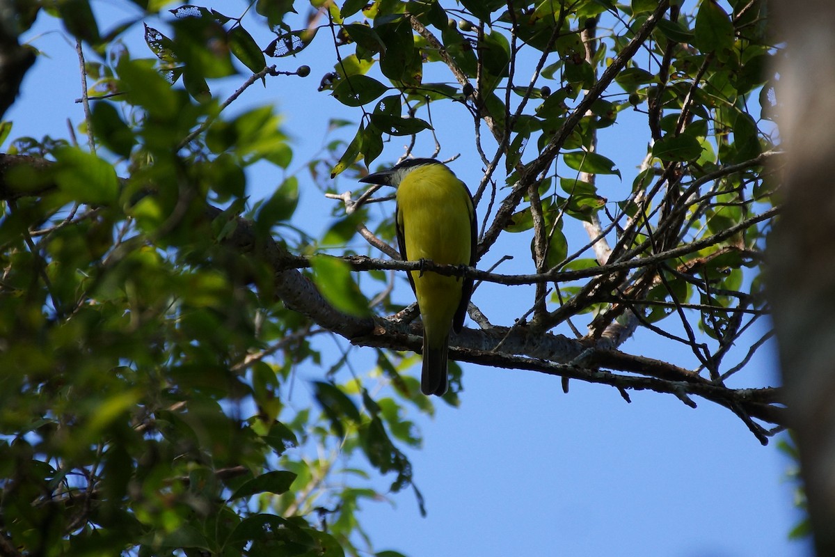 Boat-billed Flycatcher (Northern) - ML639842752