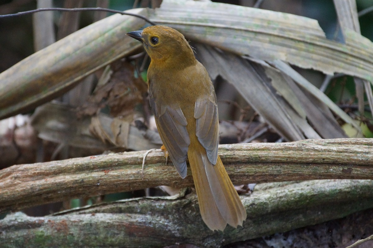 Red-throated Ant-Tanager (Salvin's) - ML639842785