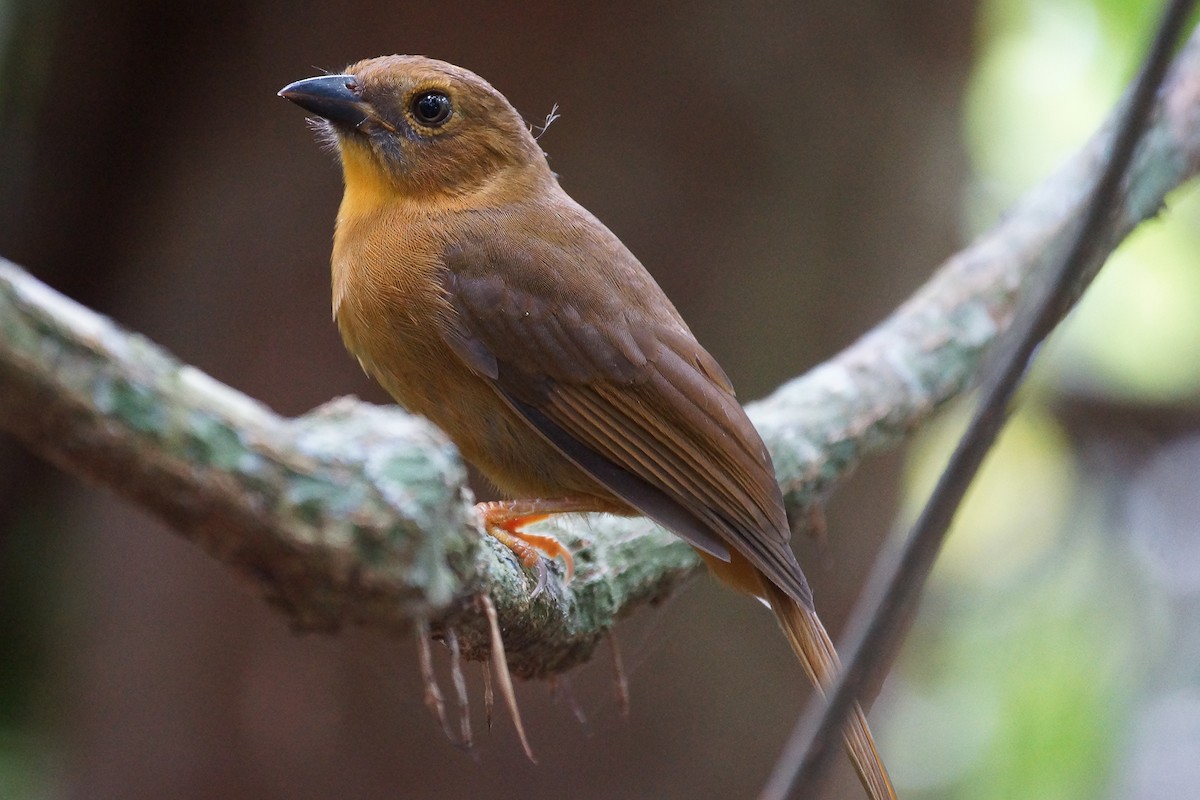 Red-throated Ant-Tanager (Salvin's) - ML639842786