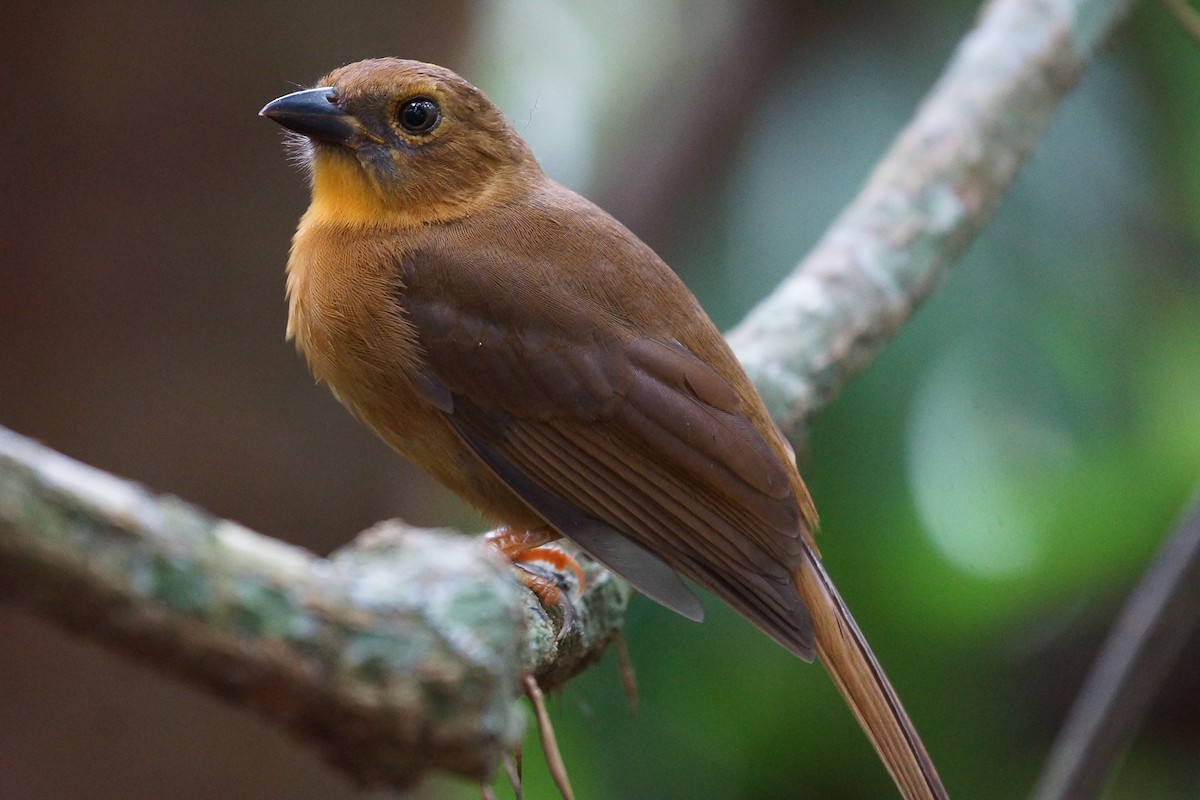 Red-throated Ant-Tanager (Salvin's) - ML639842787