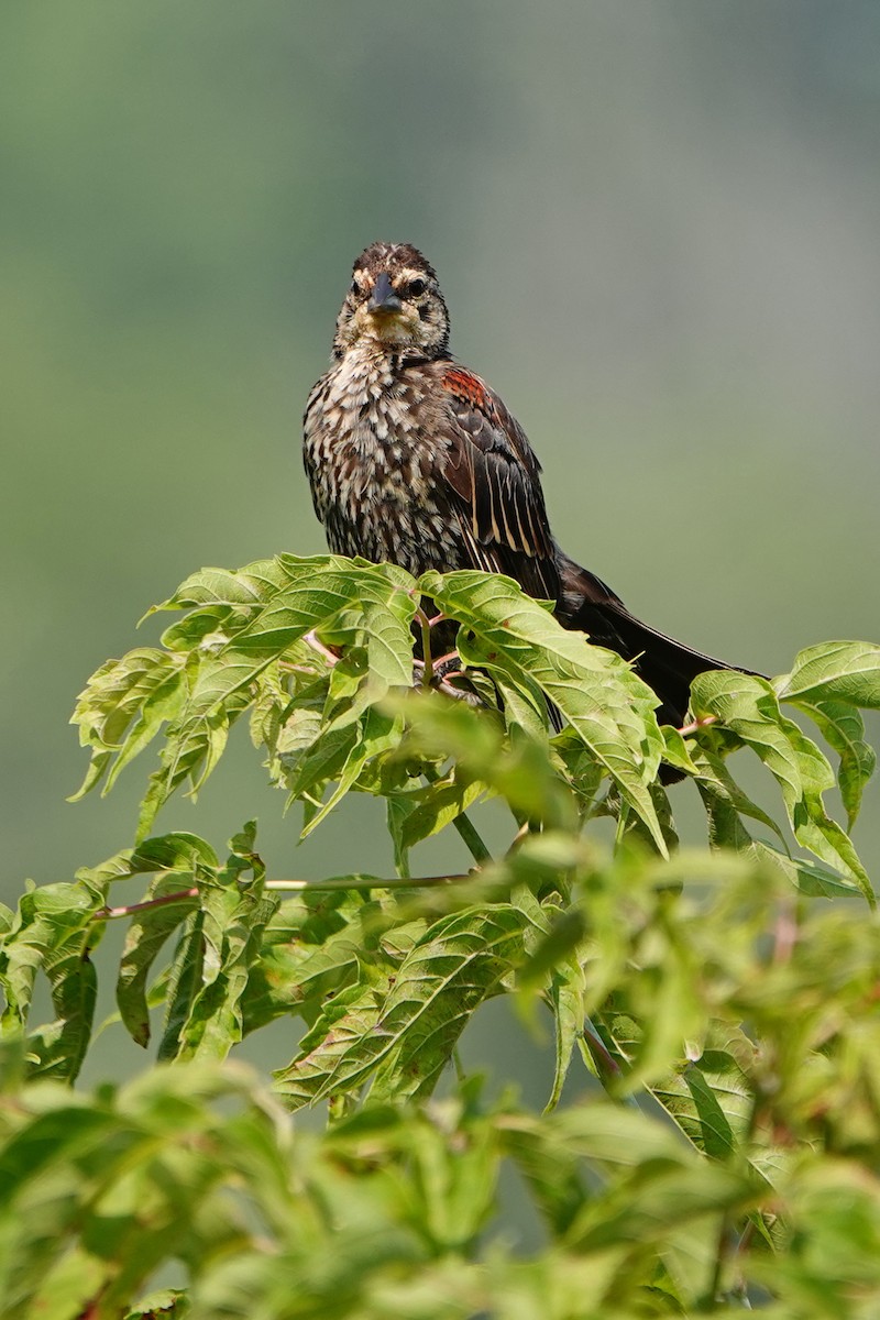 Red-winged Blackbird - ML639842792