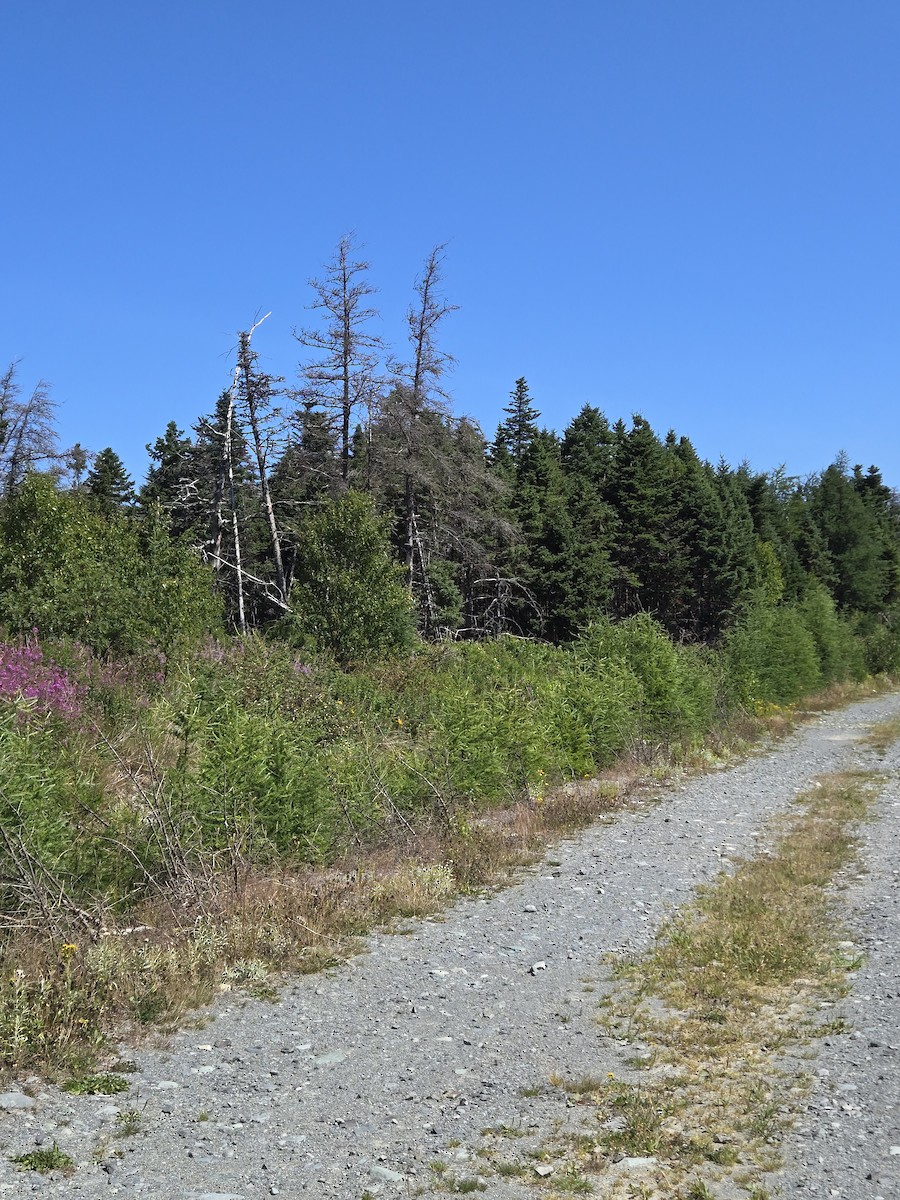 null - ML639842818