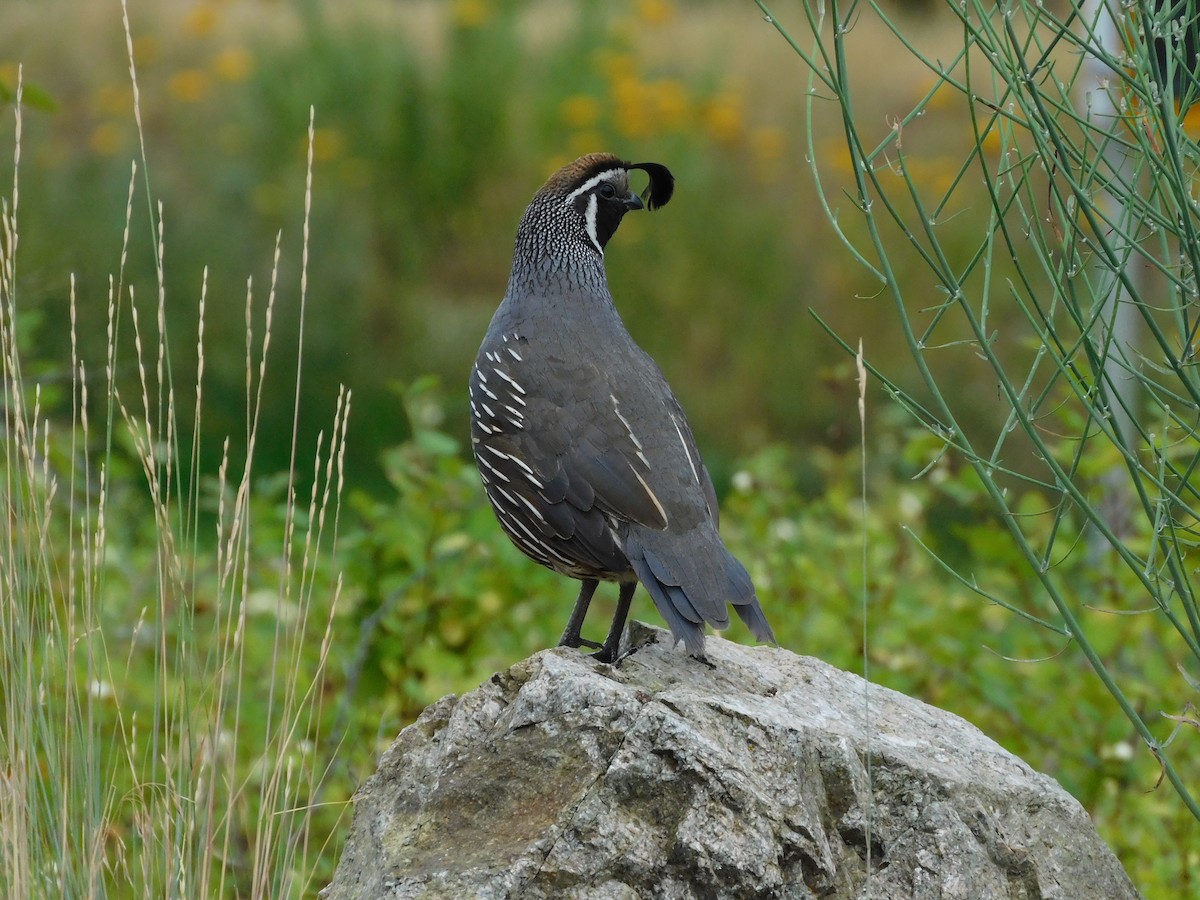 California Quail - ML639842819