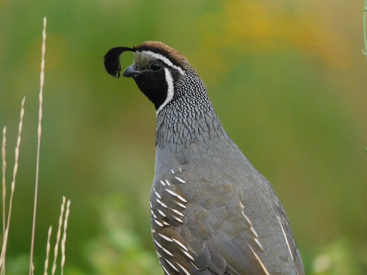 California Quail - ML639842820