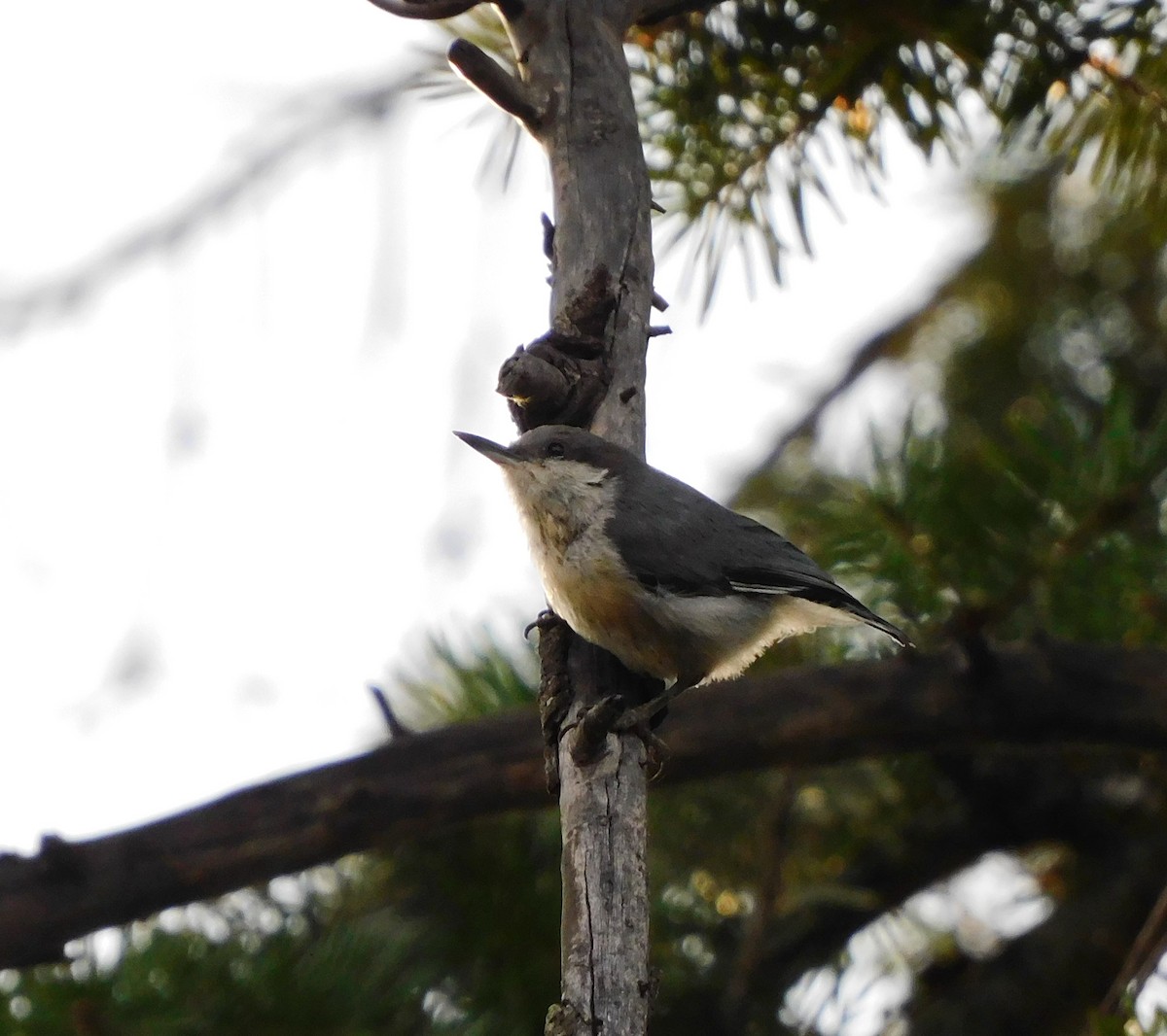 Pygmy Nuthatch - ML639842831