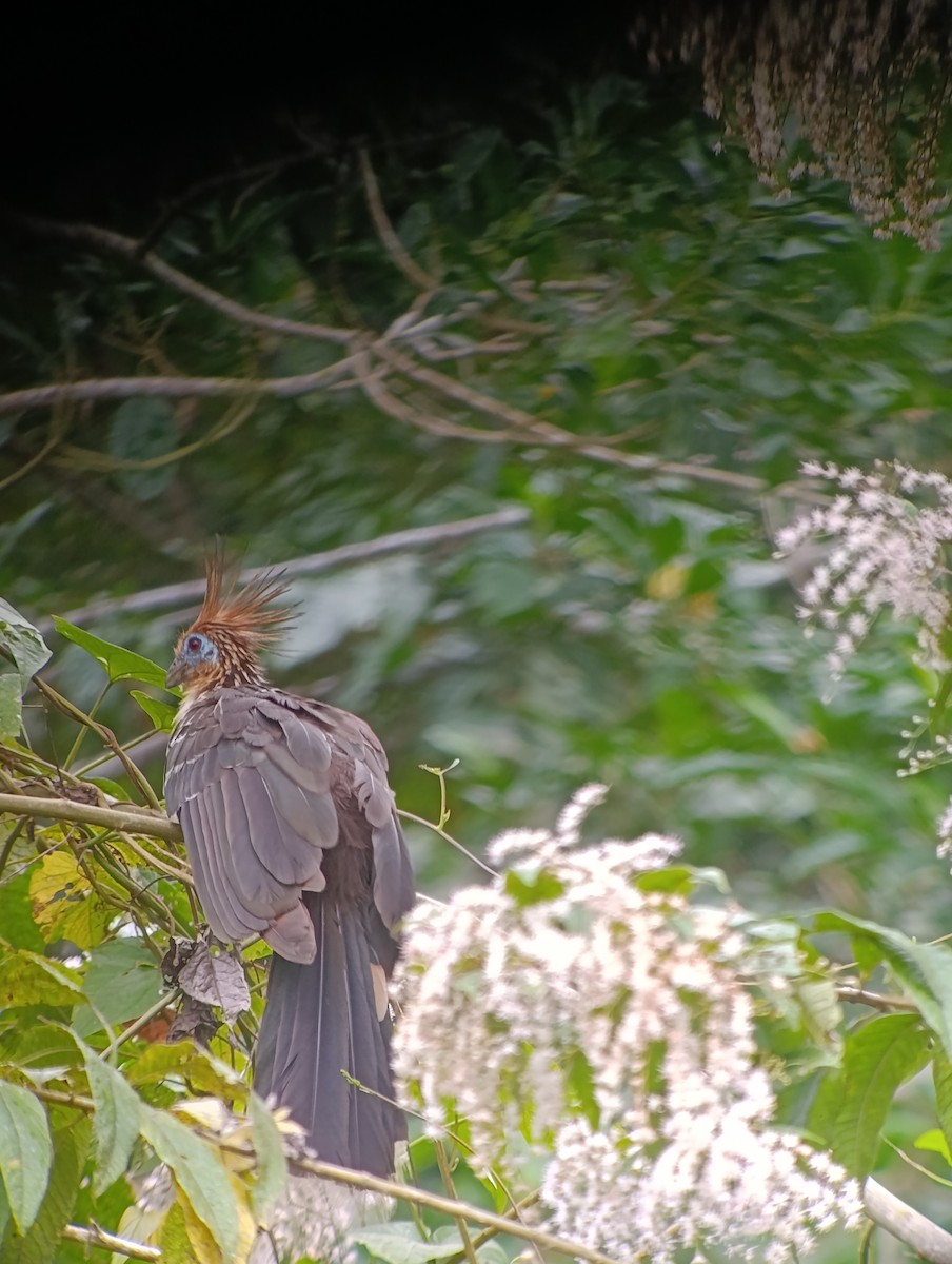 Hoatzin - ML639842832