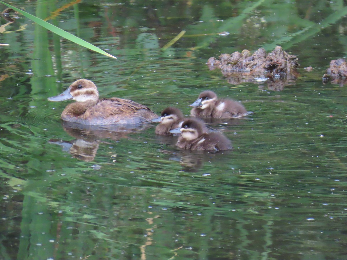 Ruddy Duck - ML639842889