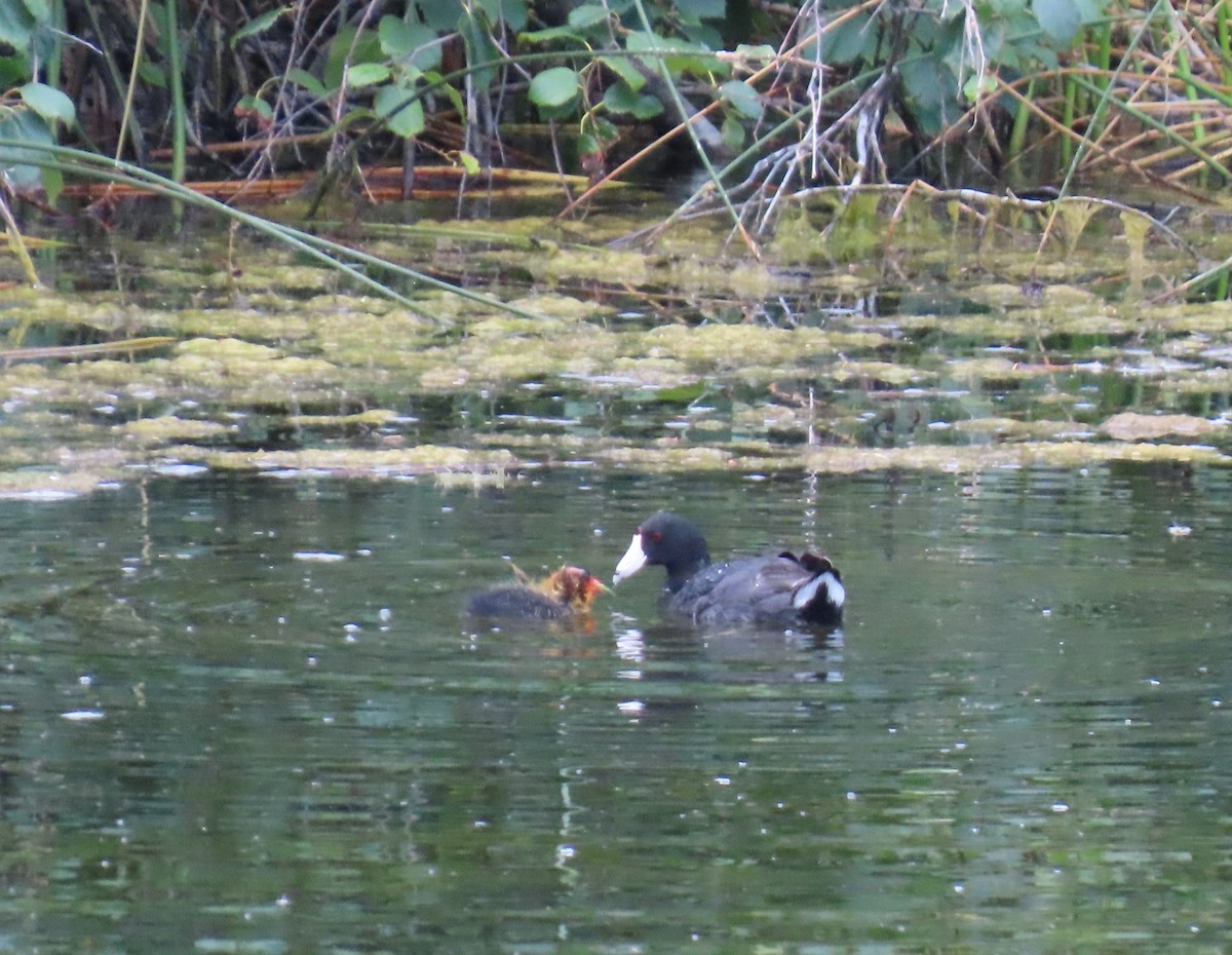 American Coot - ML639842896