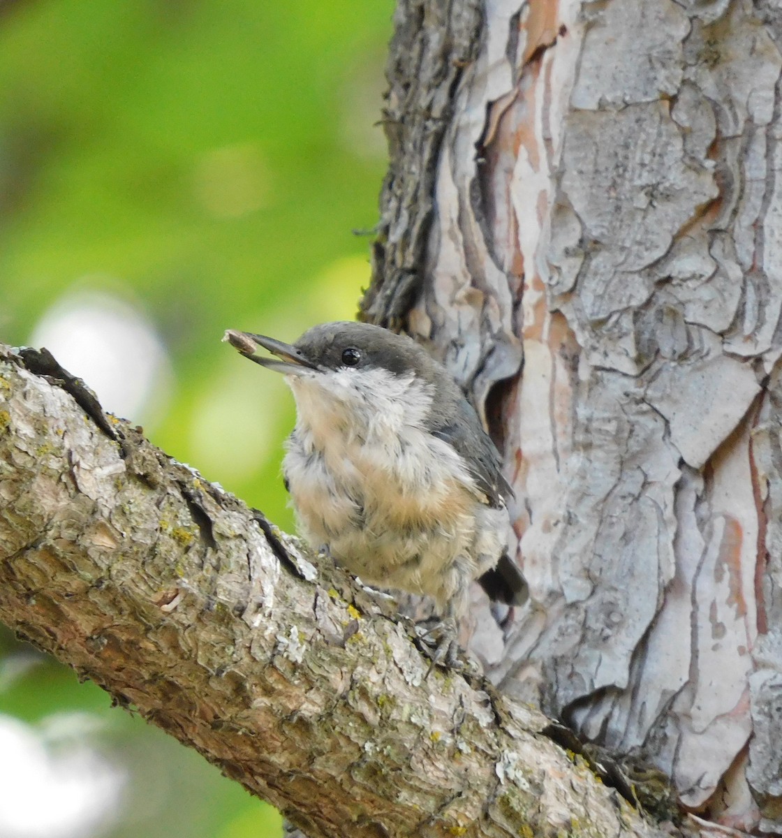 Pygmy Nuthatch - ML639842911