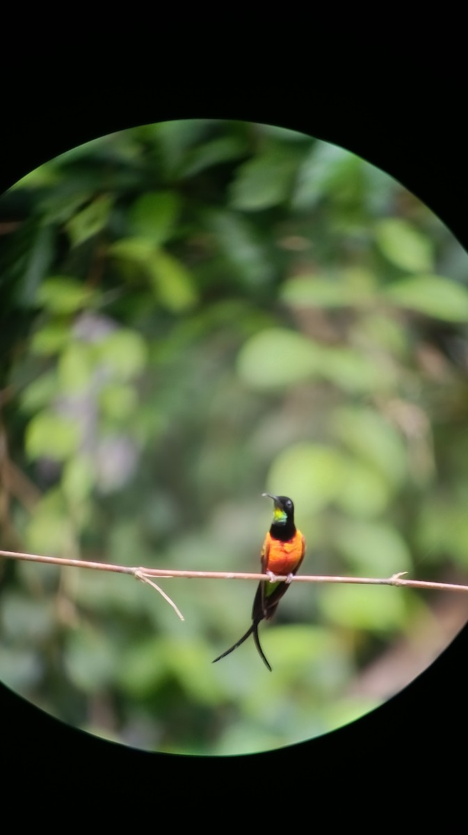 Fiery Topaz - ML639842931