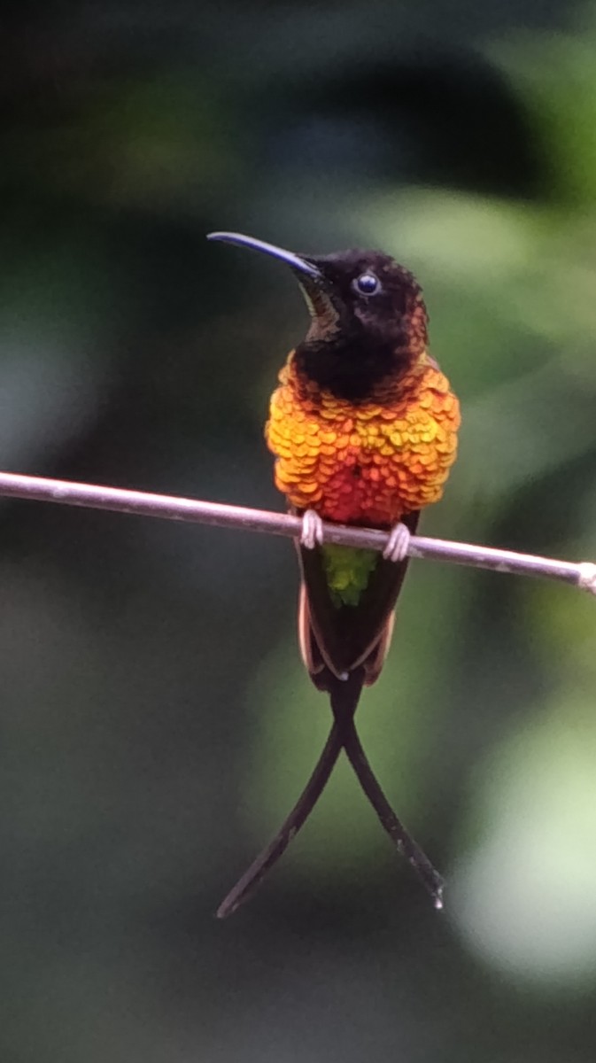 Fiery Topaz - ML639842932