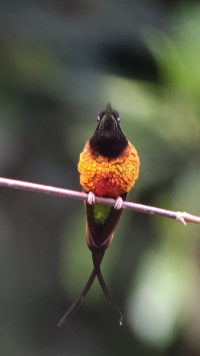 Fiery Topaz - ML639842933