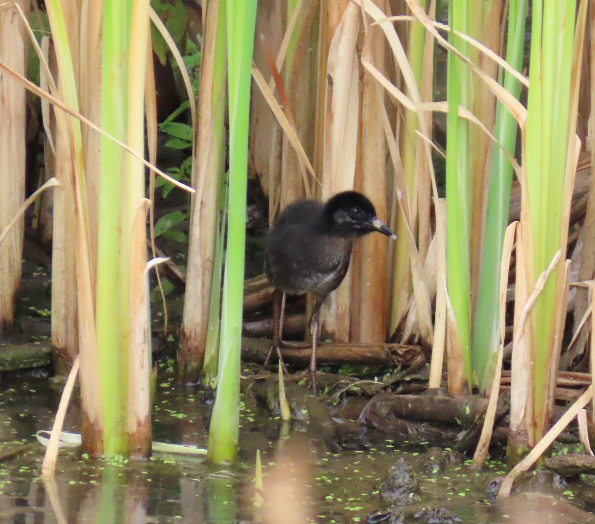 Virginia Rail - ML639842934